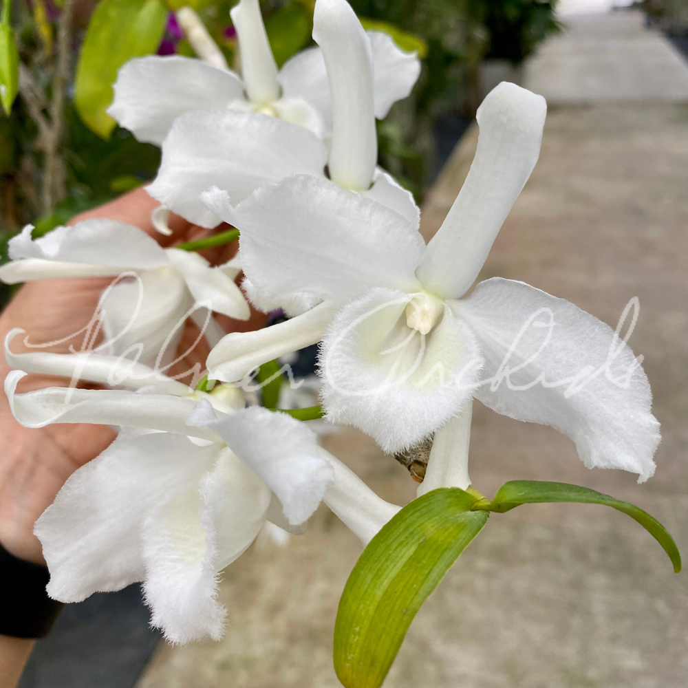 皇蝶クリーム　美白クリーム Den.+anosmum+alba.png?format=1000w